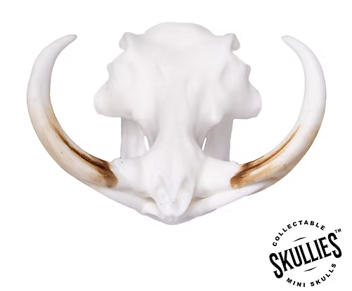 Skullies Miniature Resin Replica - Warthog Skull