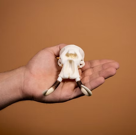 Skullies Miniature Resin Replica - Elephant Skull